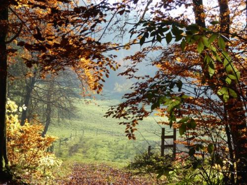 Aus dem Wald heraus in die herbstliche Sonnenstimmung