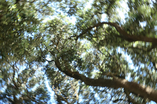 Freudig als Drehwurm unter einem Baum in Porto