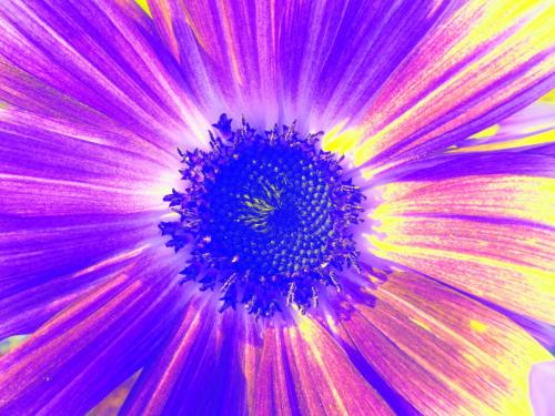 Zoom in Sonnenblume, Negativ, Farbe blau