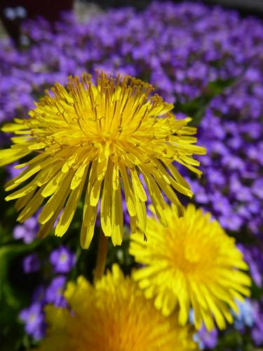 Löwenzahnblüte vor lila Blüten (hochkant)