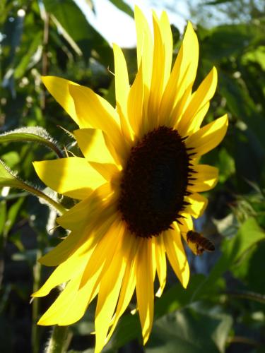 Sonnenblume wird von Biene besucht (hochkant)