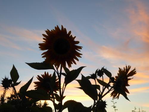 „Sonnenblumen-Scherenschnitt“