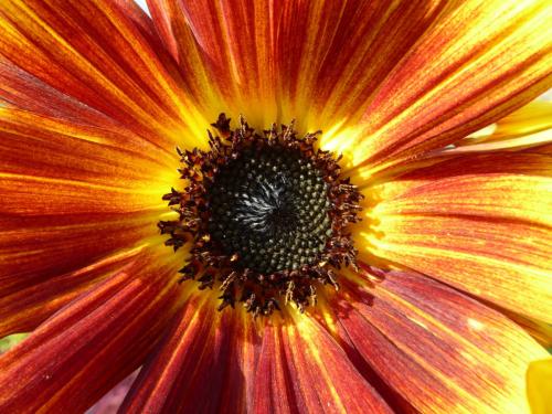 Zoom in eine gelb-rote Sonnenblume