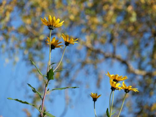 Sonnenbraut vor Linde und blauem Himmel