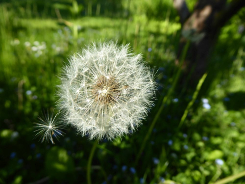 Pusteblume im Garten: da stiehlt sich ein Samen davon