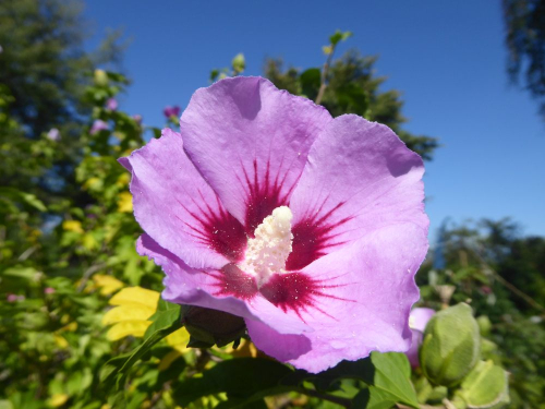 Rosa-lila Hibiskusblüte mit Blütenstaub