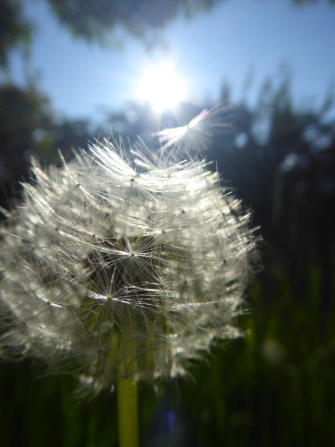 Pusteblume im Gegenlicht und Sonnenschein (hochkant)