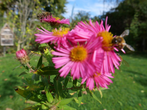 Rosa Astern mit Honigbienen