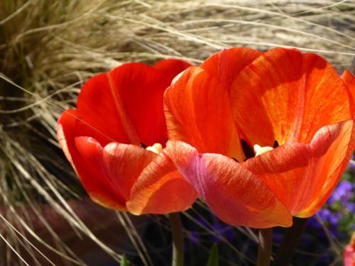 Tulpen in rot-orangener Farbenpracht vor Stroh