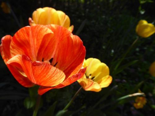 Tulpen in orange und gelb vor dunklem Hintergrund