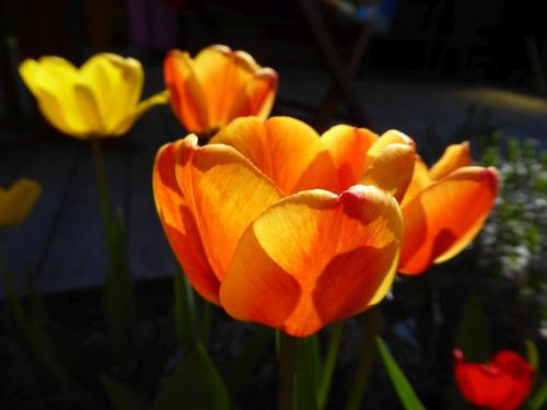 Tulpen in orange und gelb vor dunklem Hintergrund