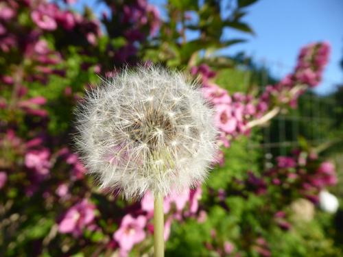 Pusteblume vor rosa Blüten am Zaun