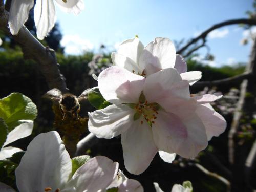 Apfelblüte und abfliegende Hummel