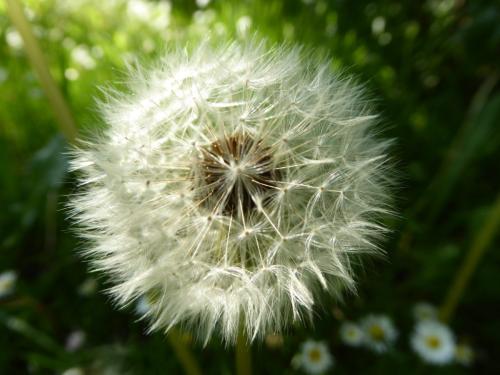 Pusteblume vor Grün