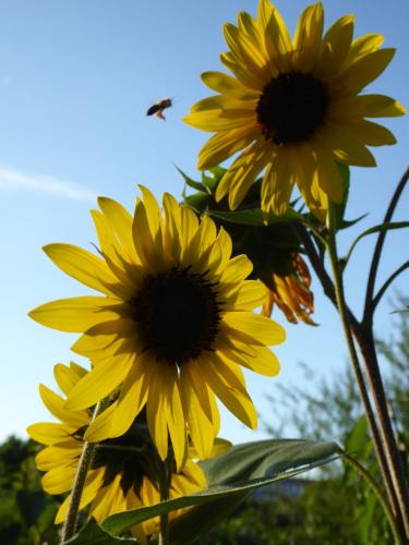 Sonnenblumen mit anfliegender Biene (hochkant)