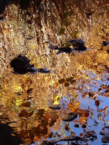 Spiegelung von Himmel und Bäumen mit Herbstlaub im Wasser in Tutzing