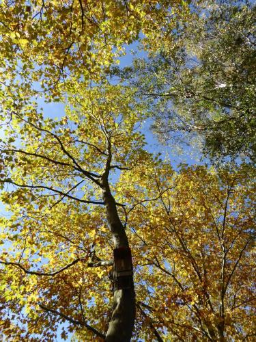 Blauer Himmel, Vogelhäuschen und Baum im Herbstkleid in München