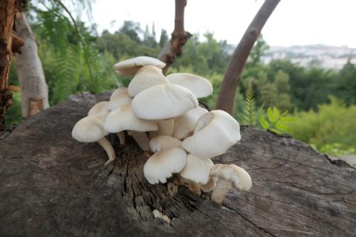 Schwammerl wachsen aus einem Baumstamm in Coimbra