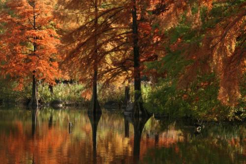 Herbststimmung in prächtigem Rot im Münchner Westpark am Wasser