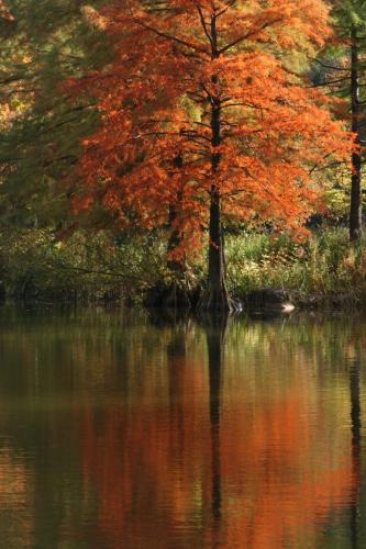 Herbstliches Leuchten und Spiegelung in Rot im Münchner Westpark am Wasser