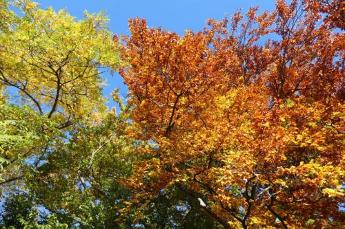 Farbenprächtige Bäume unter blauem Himmel mit Herbstlaub in München