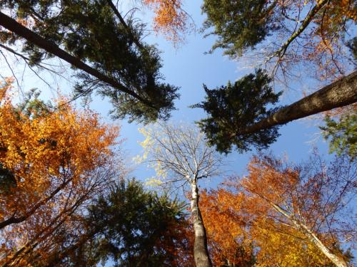 Herbstlich gefärbte Bäume aus der Bodenperspektive in Oberbayern