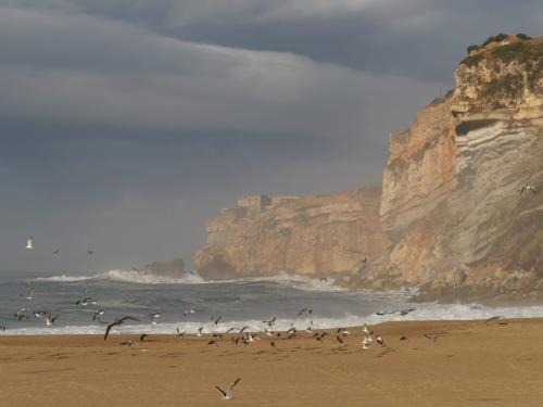 Morgenstimmung mit Nebel und Möwen am Strand von Nazare