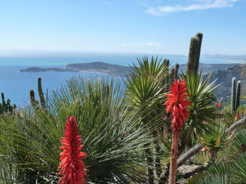 Kaktusblüte in Eze im Botanischen Garten mit Aussicht auf Cap Ferrat und die Bucht von Nizza