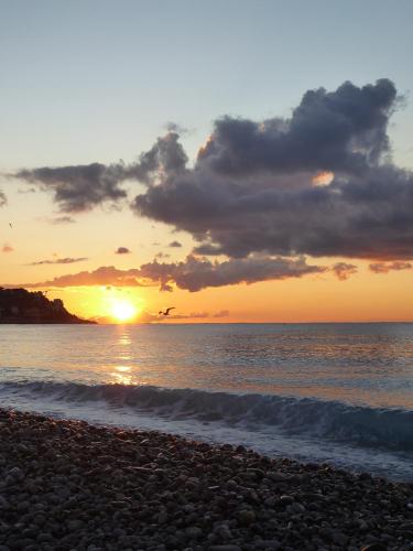 Möwe vorm Novembersonnenaufgang in Nizza