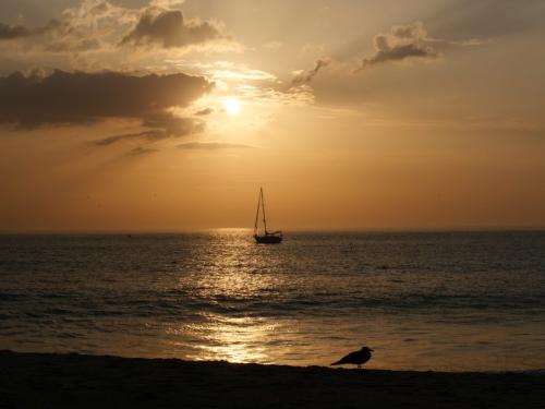 Segelboot, Möwe und goldenes Meer und Himmel