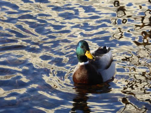 Ente im Pasinger Stadtbach mit Wolkenspiegelung, München