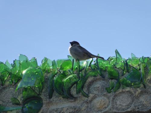 Spatz auf Einbruchsschutz aus Glasscherben in Cascais