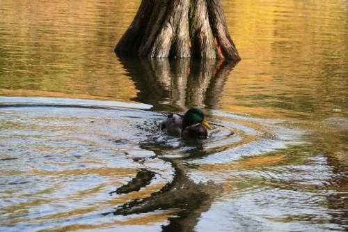 Ente im Wasser im herbstlichen Münchner Westpark