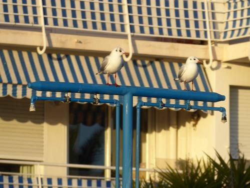 Möwen auf Stranddusche vor Apartmenthaus in Nizza