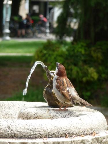 Spatz bezirzt Ententrinkbrunnen am Gardasee (hochkant)