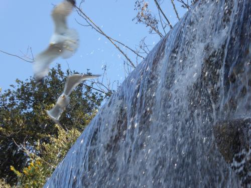 Geistermöwen jagen sich am Wasserfall in Nizza