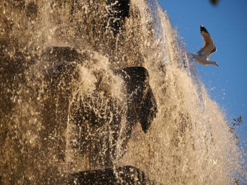 Möwe startet im Abendlicht am glänzenden Wasserfall in Nizza