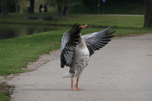 Der Gänsedirigent, Olympiapark München