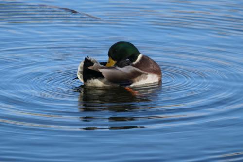 Entspannte Ente und ihre Wasserringe in München