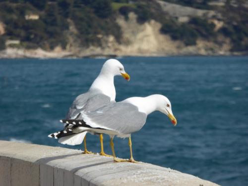 neugierige Möwen auf der Kaimauer in Menton 