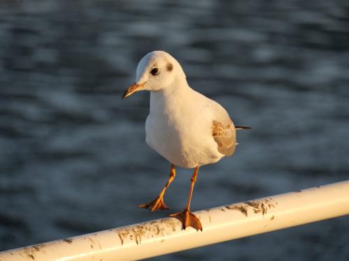 Tanzende Möwe auf Stange am Tejo in Lissabon