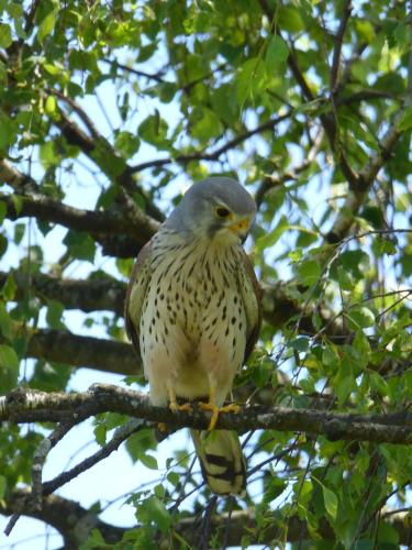 aufmerksamer Falke sitzt im Baum, München (hochkant)