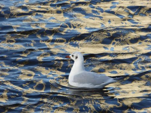 Möwe genießt die weiß blaue Spieglung im Olympiasee in München