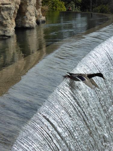 Ente stürzt sich vom Wasserfall in Nizza (hochkant)